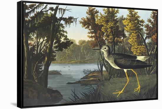 Yellow Shank-John James Audubon-Framed Stretched Canvas