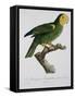 Yellow-Shouldered Parrot-Jacques Barraband-Framed Stretched Canvas