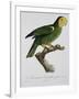 Yellow-Shouldered Parrot-Jacques Barraband-Framed Giclee Print