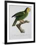 Yellow-Shouldered Parrot-Jacques Barraband-Framed Giclee Print