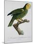 Yellow-Shouldered Parrot-Jacques Barraband-Mounted Giclee Print