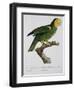 Yellow-Shouldered Parrot-Jacques Barraband-Framed Giclee Print