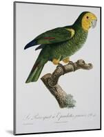 Yellow-Shouldered Parrot-Jacques Barraband-Mounted Giclee Print