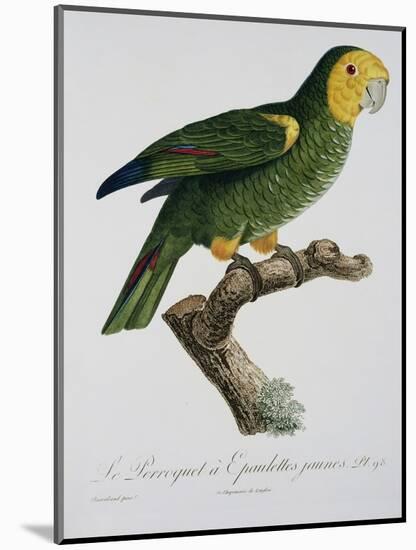 Yellow-Shouldered Parrot-Jacques Barraband-Mounted Giclee Print