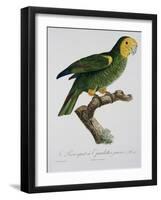 Yellow-Shouldered Parrot-Jacques Barraband-Framed Giclee Print