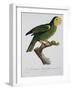 Yellow-Shouldered Parrot-Jacques Barraband-Framed Giclee Print