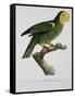 Yellow-Shouldered Parrot-Jacques Barraband-Framed Stretched Canvas