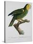 Yellow-Shouldered Parrot-Jacques Barraband-Stretched Canvas