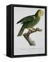 Yellow-Shouldered Parrot-Jacques Barraband-Framed Stretched Canvas