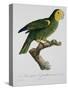 Yellow-Shouldered Parrot-Jacques Barraband-Stretched Canvas