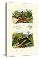 Yellow Slug, 1833-39-null-Stretched Canvas