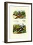 Yellow Slug, 1833-39-null-Framed Giclee Print