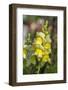 Yellow Snapdragon-Lisa Engelbrecht-Framed Photographic Print