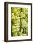 Yellow Snapdragon-Jim Engelbrecht-Framed Photographic Print