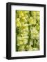 Yellow Snapdragon-Jim Engelbrecht-Framed Photographic Print