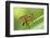 yellow snipe fly, Rhagio tringarius, Murnau, Bavaria, Germany-Christian Zappel-Framed Photographic Print