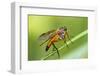 yellow snipe fly, Rhagio tringarius, Murnau, Bavaria, Germany-Christian Zappel-Framed Photographic Print