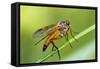 yellow snipe fly, Rhagio tringarius, Murnau, Bavaria, Germany-Christian Zappel-Framed Stretched Canvas