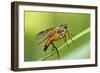 yellow snipe fly, Rhagio tringarius, Murnau, Bavaria, Germany-Christian Zappel-Framed Photographic Print