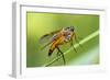 yellow snipe fly, Rhagio tringarius, Murnau, Bavaria, Germany-Christian Zappel-Framed Photographic Print