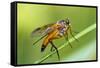 yellow snipe fly, Rhagio tringarius, Murnau, Bavaria, Germany-Christian Zappel-Framed Stretched Canvas