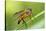 yellow snipe fly, Rhagio tringarius, Murnau, Bavaria, Germany-Christian Zappel-Stretched Canvas
