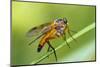 yellow snipe fly, Rhagio tringarius, Murnau, Bavaria, Germany-Christian Zappel-Mounted Premium Photographic Print