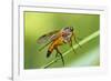 yellow snipe fly, Rhagio tringarius, Murnau, Bavaria, Germany-Christian Zappel-Framed Photographic Print