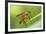 yellow snipe fly, Rhagio tringarius, Murnau, Bavaria, Germany-Christian Zappel-Framed Photographic Print