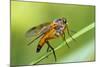 yellow snipe fly, Rhagio tringarius, Murnau, Bavaria, Germany-Christian Zappel-Mounted Photographic Print