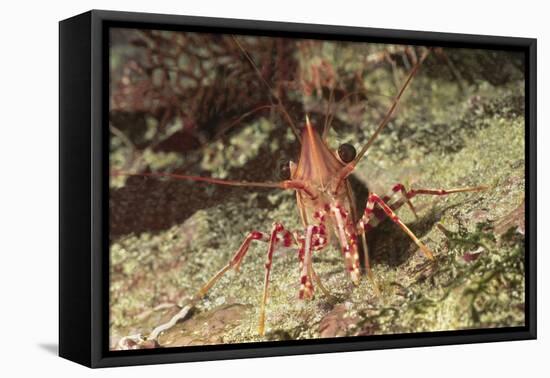 Yellow-Snouted Red Shrimp-Hal Beral-Framed Stretched Canvas