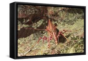 Yellow-Snouted Red Shrimp-Hal Beral-Framed Stretched Canvas