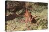 Yellow-Snouted Red Shrimp-Hal Beral-Stretched Canvas