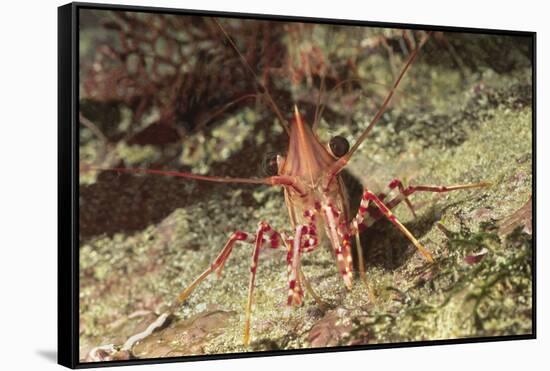 Yellow-Snouted Red Shrimp-Hal Beral-Framed Stretched Canvas