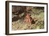 Yellow-Snouted Red Shrimp-Hal Beral-Framed Photographic Print