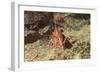 Yellow-Snouted Red Shrimp-Hal Beral-Framed Photographic Print