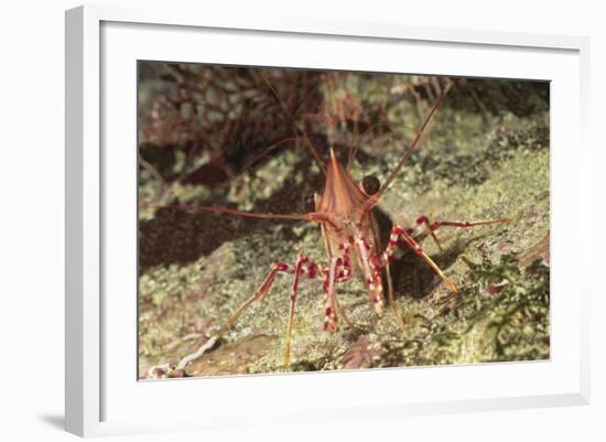 Yellow-Snouted Red Shrimp-Hal Beral-Framed Photographic Print