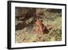 Yellow-Snouted Red Shrimp-Hal Beral-Framed Photographic Print