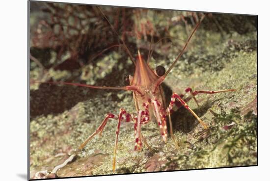 Yellow-Snouted Red Shrimp-Hal Beral-Mounted Photographic Print