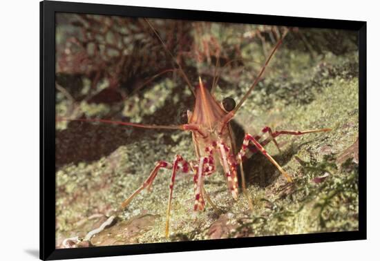 Yellow-Snouted Red Shrimp-Hal Beral-Framed Photographic Print