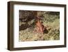 Yellow-Snouted Red Shrimp-Hal Beral-Framed Photographic Print