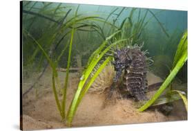 Yellow - Spiny Seahorse Female Sheltering in Meadow of Common Eelgrass, Studland Bay, Dorset, UK-Alex Mustard-Stretched Canvas