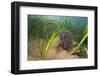 Yellow - Spiny Seahorse Female Sheltering in Meadow of Common Eelgrass, Studland Bay, Dorset, UK-Alex Mustard-Framed Photographic Print