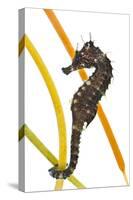 Yellow - Spiny Seahorse (Hippocampus Guttulatus) Attached to Plastic Seagrass, Dorset, UK-Alex Mustard-Stretched Canvas
