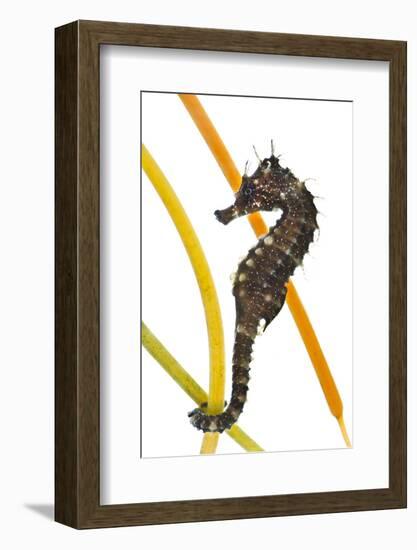 Yellow - Spiny Seahorse (Hippocampus Guttulatus) Attached to Plastic Seagrass, Dorset, UK-Alex Mustard-Framed Photographic Print