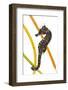 Yellow - Spiny Seahorse (Hippocampus Guttulatus) Attached to Plastic Seagrass, Dorset, UK-Alex Mustard-Framed Photographic Print