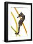 Yellow - Spiny Seahorse (Hippocampus Guttulatus) Attached to Plastic Seagrass, Dorset, UK-Alex Mustard-Framed Photographic Print