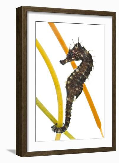 Yellow - Spiny Seahorse (Hippocampus Guttulatus) Attached to Plastic Seagrass, Dorset, UK-Alex Mustard-Framed Photographic Print