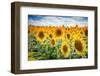 Yellow Splashes-Philippe Sainte-Laudy-Framed Photographic Print