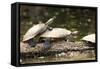 Yellow-Spotted Amazon River Turtle-null-Framed Stretched Canvas